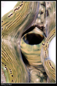 Clam (not photoshopped) by Dray Van Beeck 